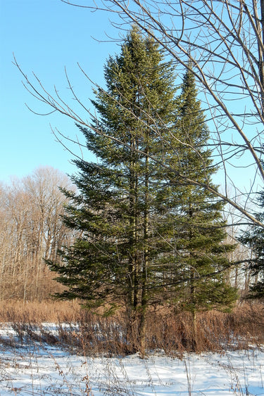 30 BALSAM FIR Tree Abies Balsamea Christmas Tree Silver Pine Canadian Fir Native Evergreen Seeds